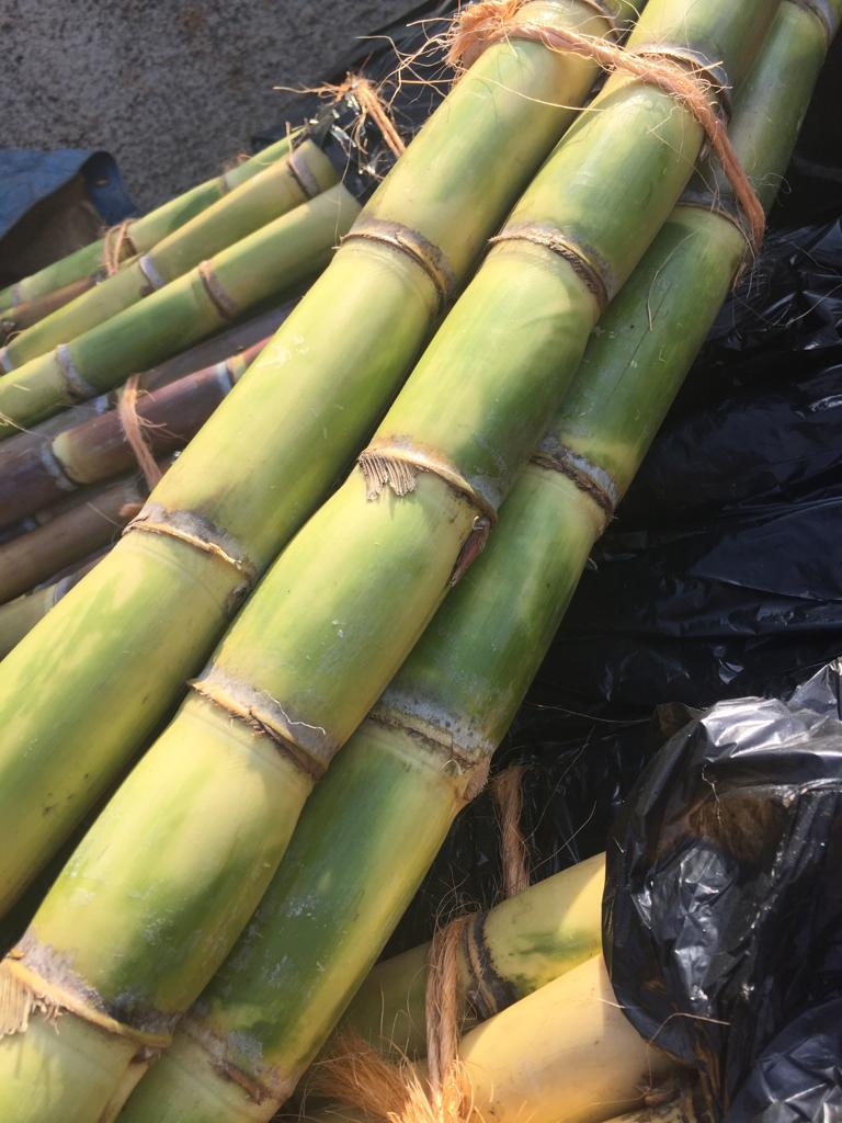 sugar cane